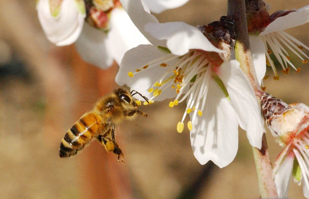 طرح توجیهی باغداری و زنبورداری
