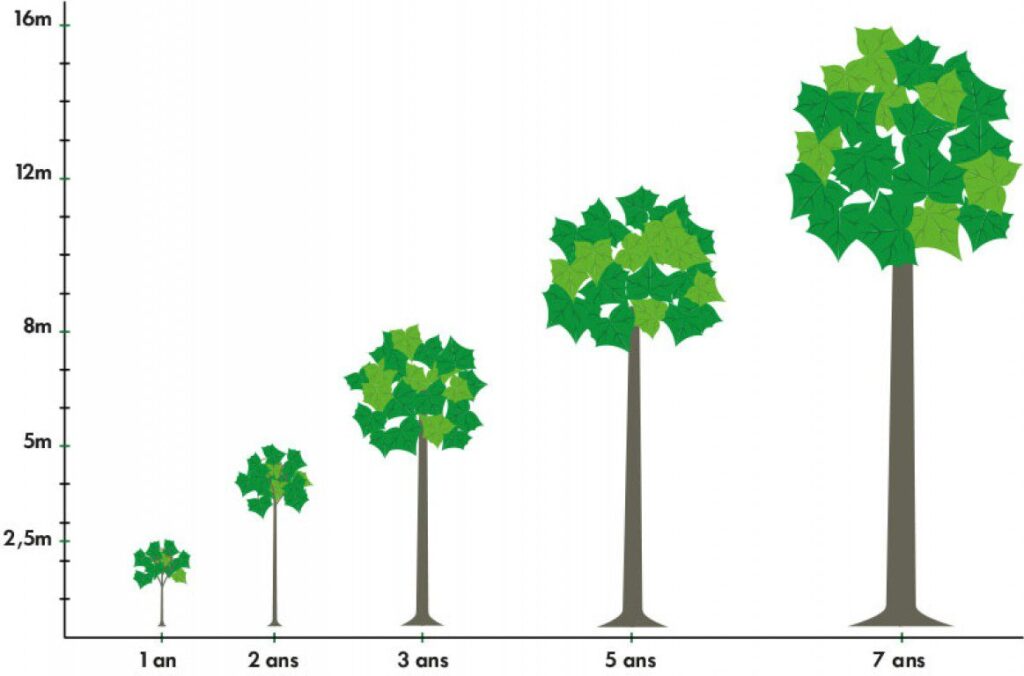 سرعت رشد درخت پالونیا