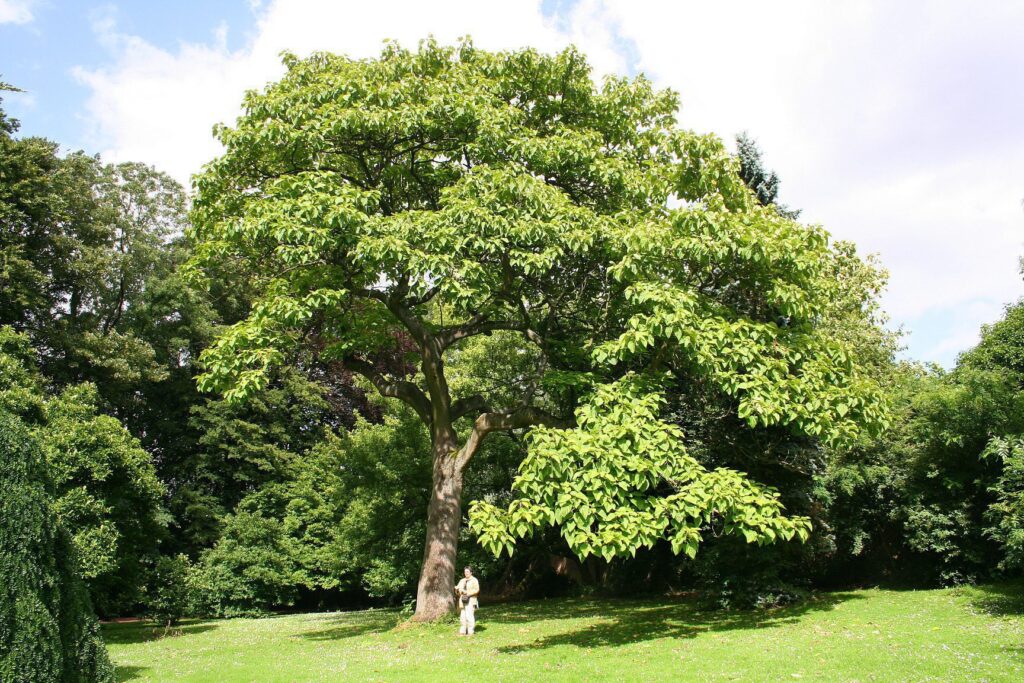 طرح توجیهی درخت پالونیا با هدف زراعت چوب