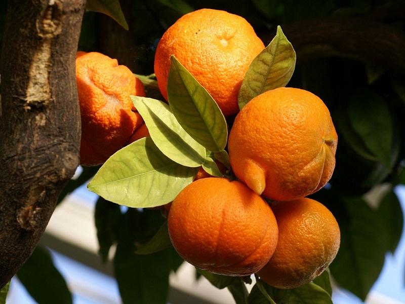 بیزینس پلن احداث باغ نارنج