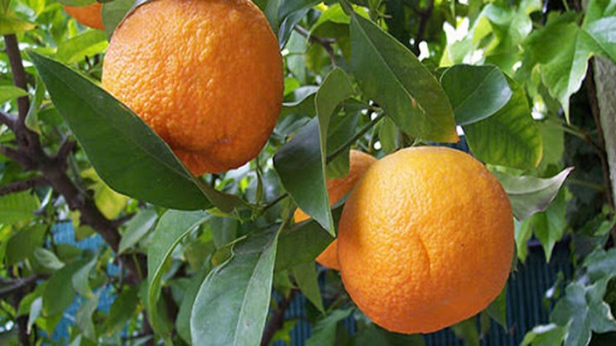 طرح احداث باغ نارنج برای اداره جهاد کشاورزی