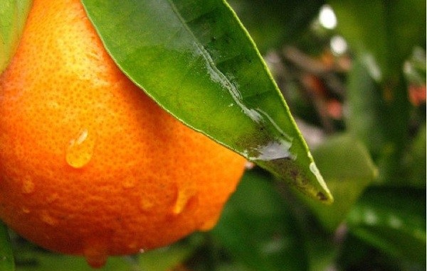 طرح توجیهی احداث باغ نارنج