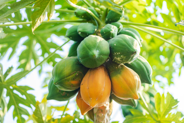 طرح توجیهی احداث باغ پاپایا برای جهاد کشاورزی