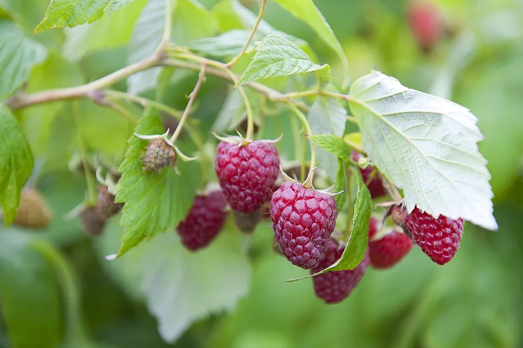 طرح توجیهی احداث گلخانه رزبری