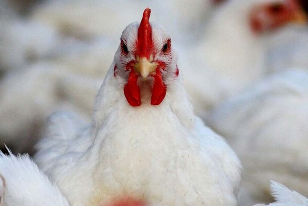 طرح توجیهی پرورش مرغ تخمگذار برای جواز بهره برداری