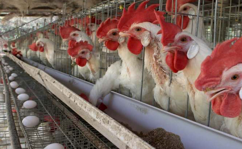 طرح توجیهی پرورش مرغ تخمگذار برای جواز تاسیس