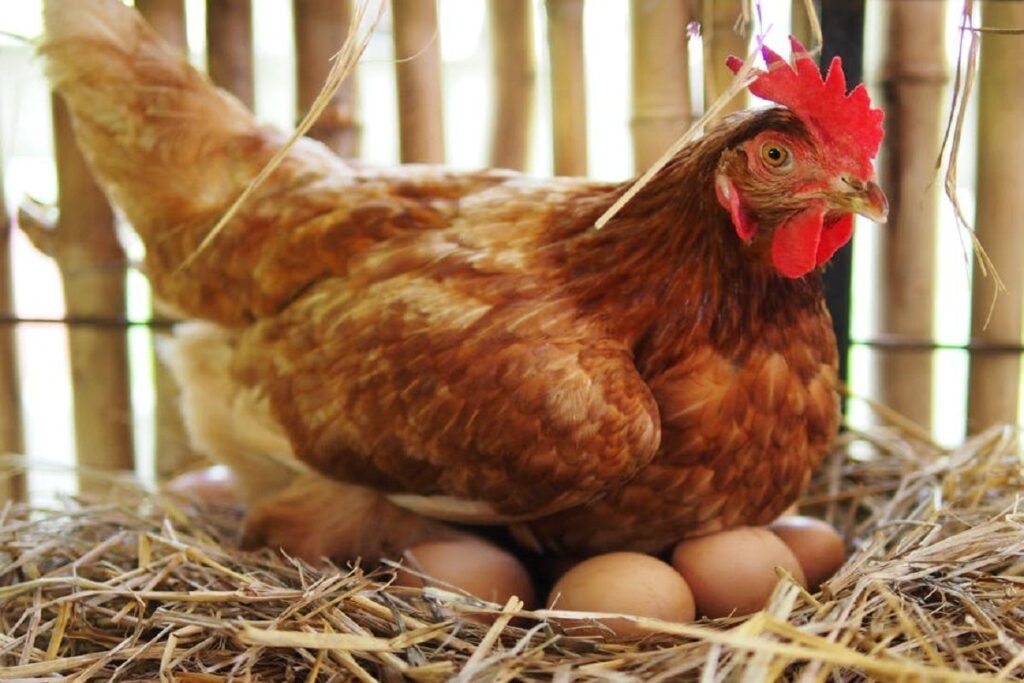 طرح توجیهی پرورش مرغ تخمگذار برای مجوز