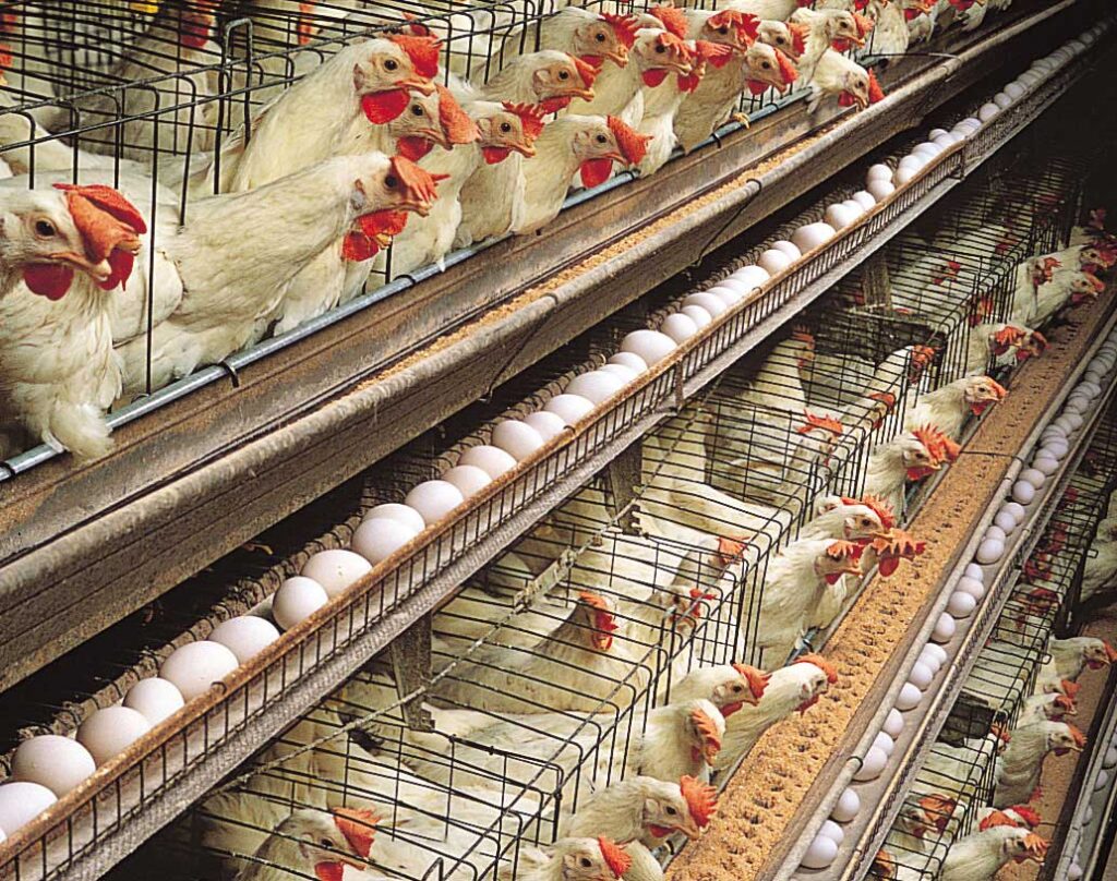 طرح توجیهی پرورش مرغ تخمگذار به صورت صنعتی