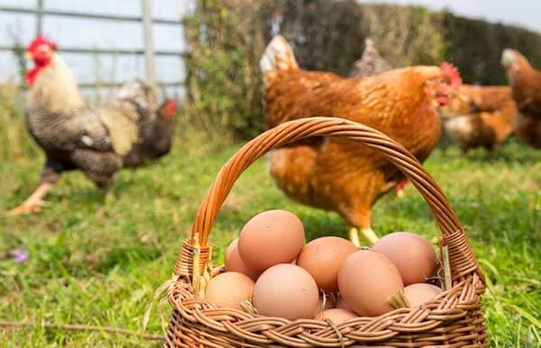 طرح توجیهی پرورش مرغ تخمگذار