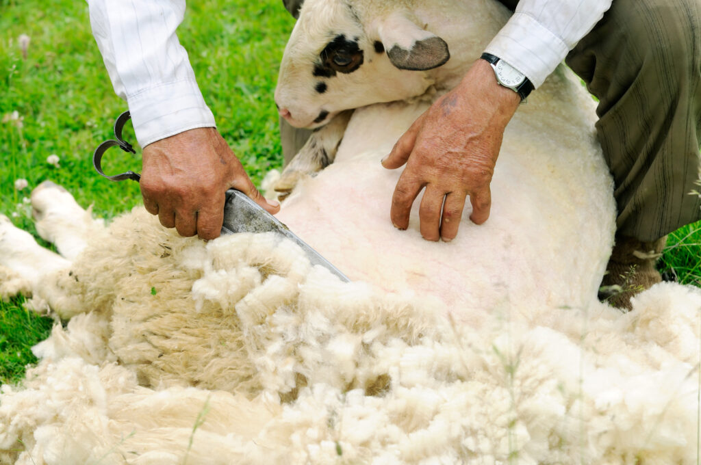 طرح تولید روغن گیری از پشم گوسفند