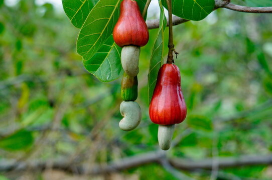 بیزینس پلن کاشت درخت بادام هندی