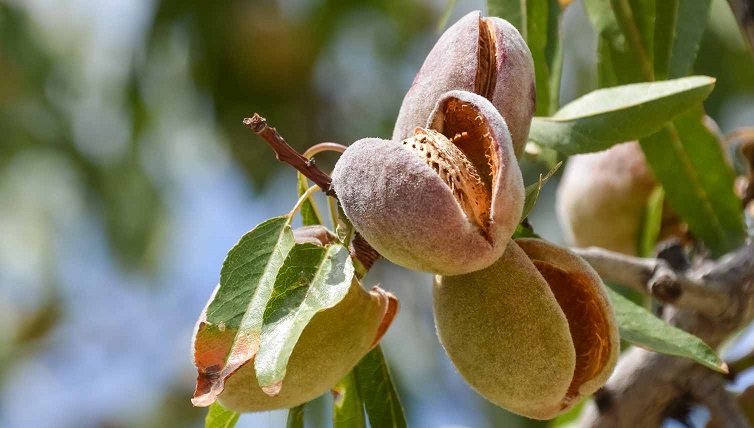 طرح توجیهی احداث باغ بادام درختی