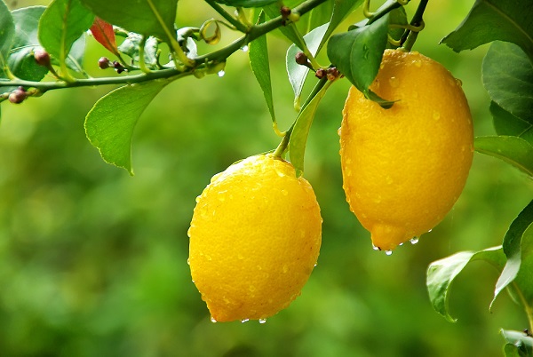طرح توجیهی احداث باغ لیمو ترش