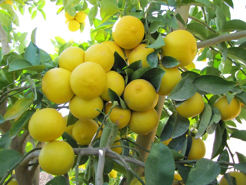 طرح توجیهی احداث باغ لیمو شیرین