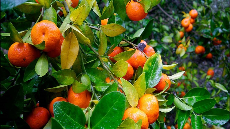 طرح توجیهی باغ مرکبات