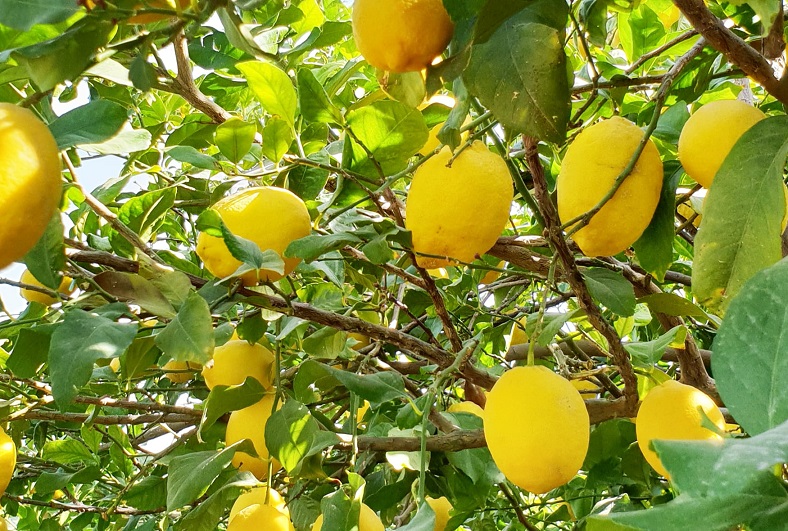 طرح توجیهی تولید لیمو ترش گلخانه ای