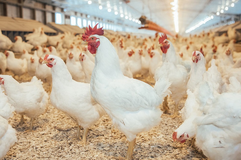 طرح توجیهی پرورش مرغ گوشتی برای جهاد کشاورزی