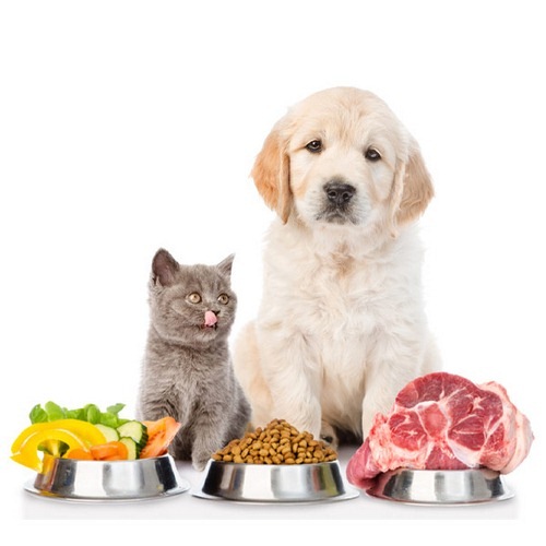 طرح تولید غذای سگ و گربه