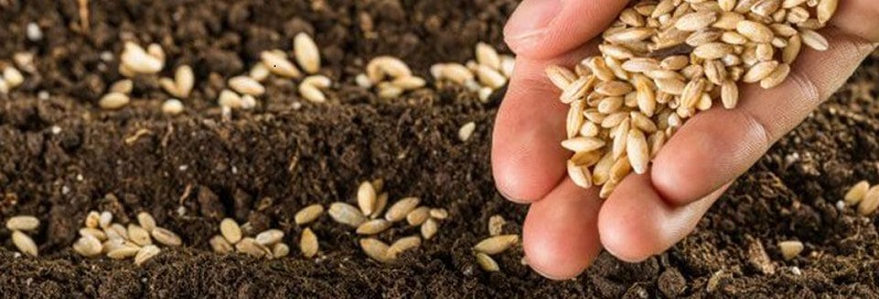 ✔️ روش سفارش نوشتن طرح توجیهی تولید بذر هیبرید به صورت اختصاصی