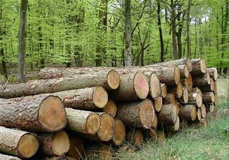 طرح توجیهی زراعت چوب