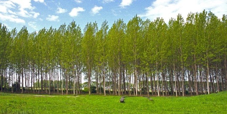 درختان مناسب زراعت چوب