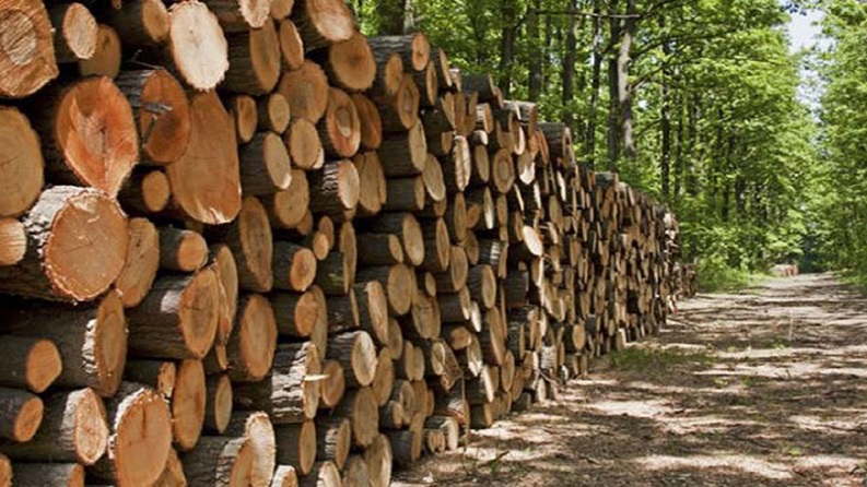 سرمایه مورد نیاز برای زراعت چوب
