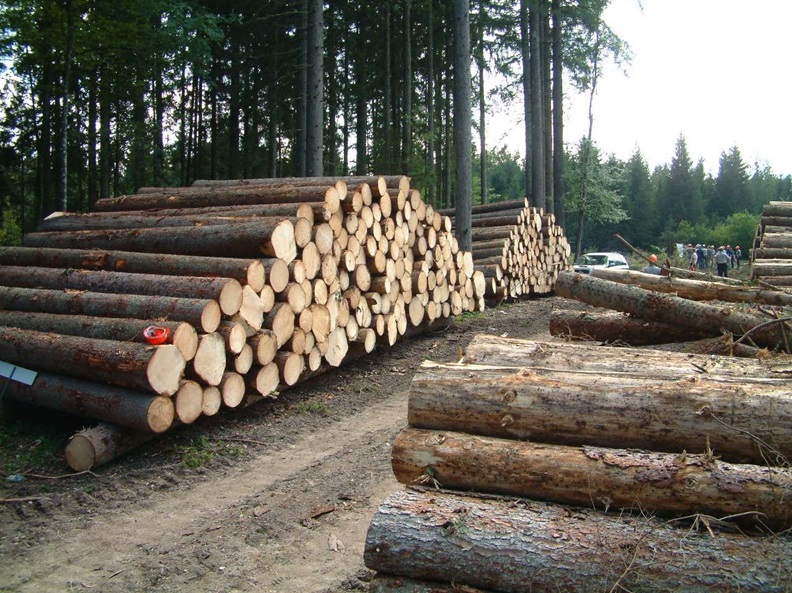 هزینه ها و درآمدهای کاشت صنوبر و زراعت چوب