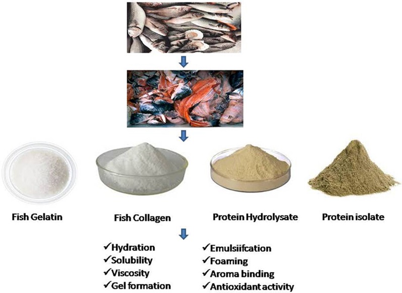 ✔️ ارزیابی مالی و اقتصادی طرح تولید پروتئین از دورریز صید ماهیان دریایی یا پرورشی