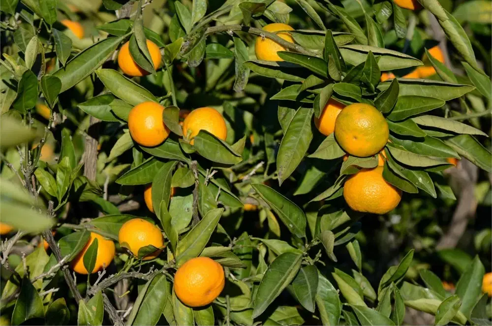 طرح توجیهی کاشت درخت نارنگی