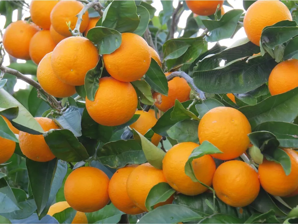 دانلود طرح توجیهی باغ پرتقال