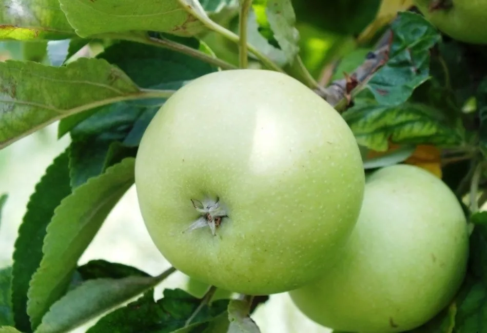 ✔️ اصول کاشت، نگهداری و پرورش سیب