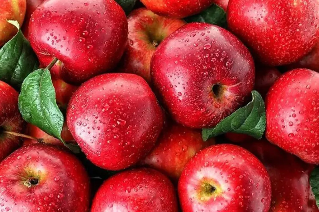 ✔️ بررسی انواع مختلف روشهای کاشت درخت سیب