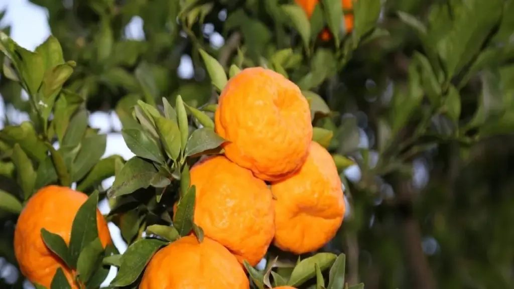 طرح توجیهی احداث باغ نارنگی