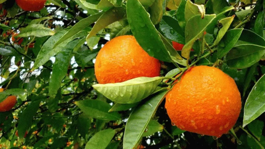 طرح توجیهی احداث باغ پرتقال