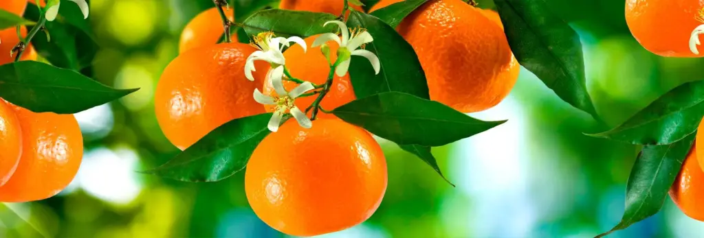 ✔️ بررسی انواع مختلف روشهای کاشت درخت پرتقال