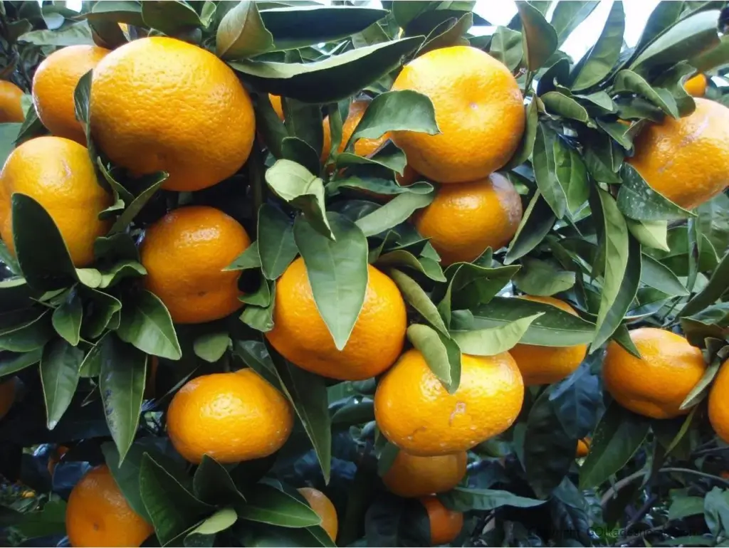 ✔️ ارزیابی بازدهی روشهای مختلف کاشت نارنگی