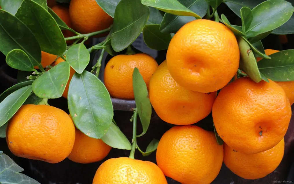 ✔️ پیش طرح اولیه(پروپوزال) برای کاشت درخت نارنگی