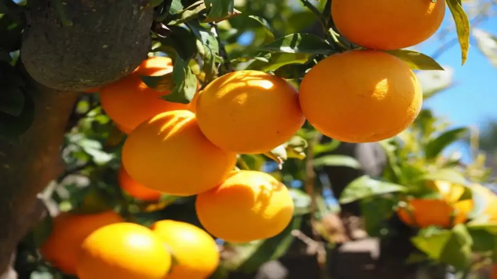✔️ مقایسه انواع گونه‌های پرتقال