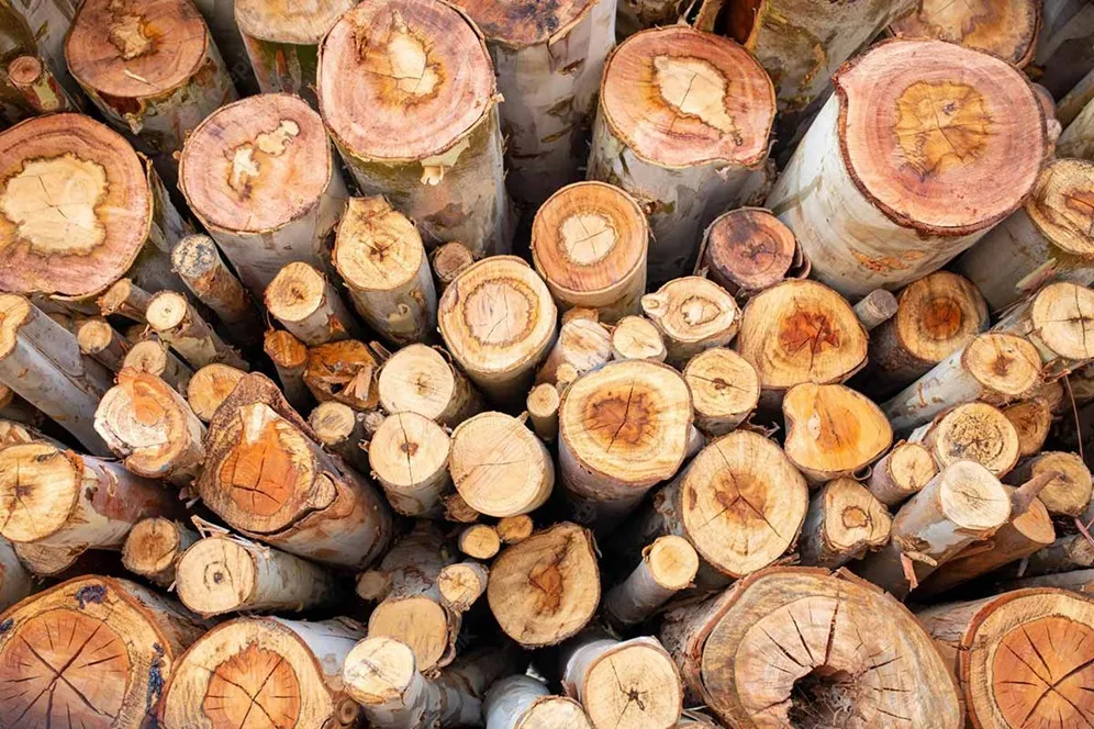 طرح توجیهی تولید چوب اکالیپتوس