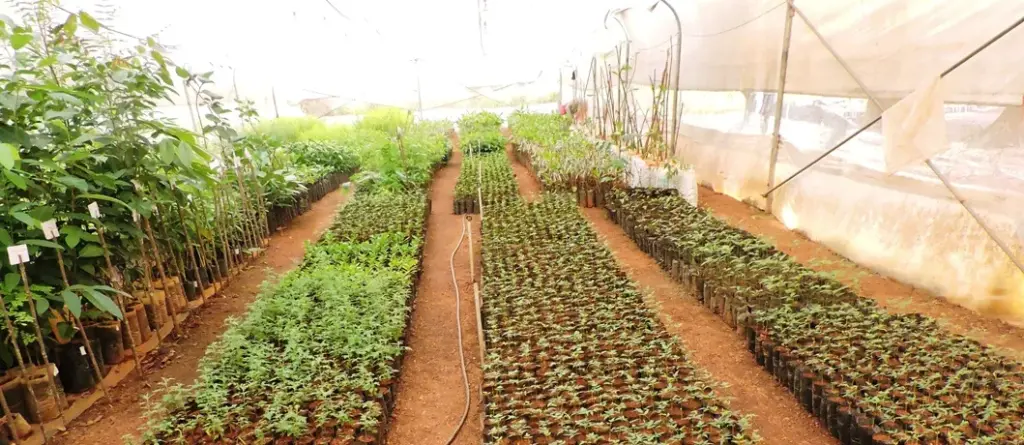 طرح توجیهی راه اندازی گلخانه گیاهان دارویی