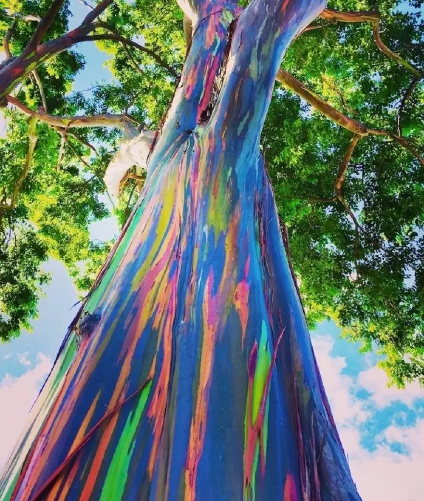 طرح توجیهی کاشت درخت اکالیپتوس رنگین کمان