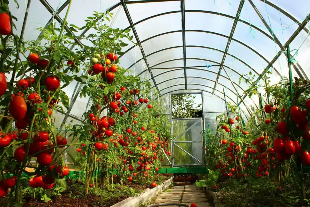 طرح توجیهی گلخانه کاشت گوجه فرنگی
