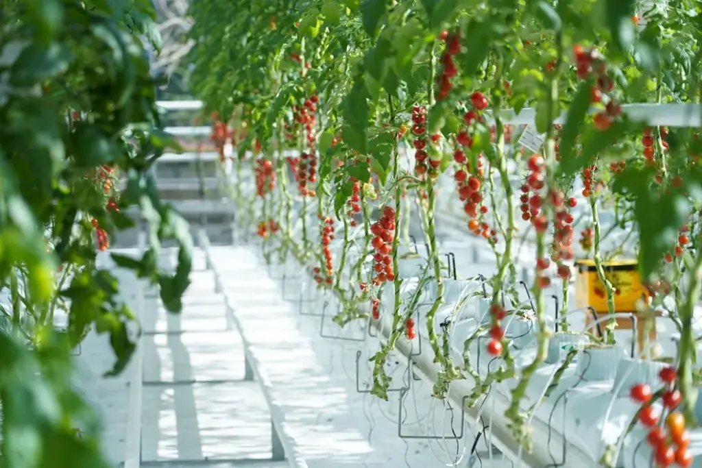 طرح توجیهی گلخانه کاشت گوجه گیلاسی یا گوجه زیتونی