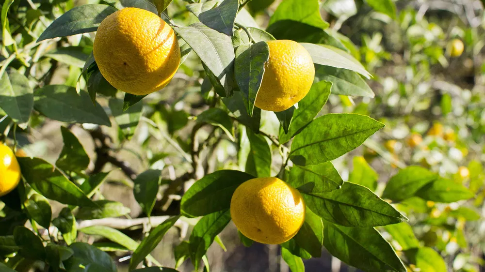 طرح توجیهی احداث باغ مادری