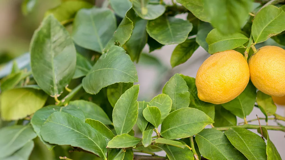 طرح توجیهی احداث باغ مادری