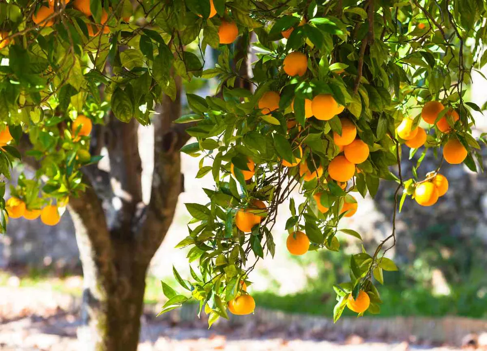 طرح توجیهی احداث باغ مادری مرکبات