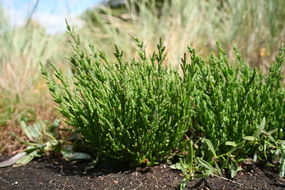 طرح توجیهی سالیکورنیا