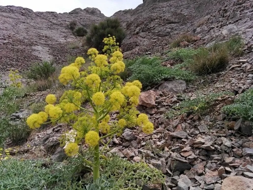 طرح توجیهی کاشت آنغوزه