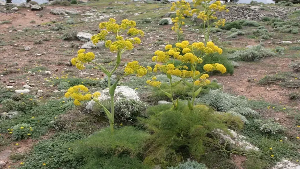 طرح توجیهی کاشت آنغوزه