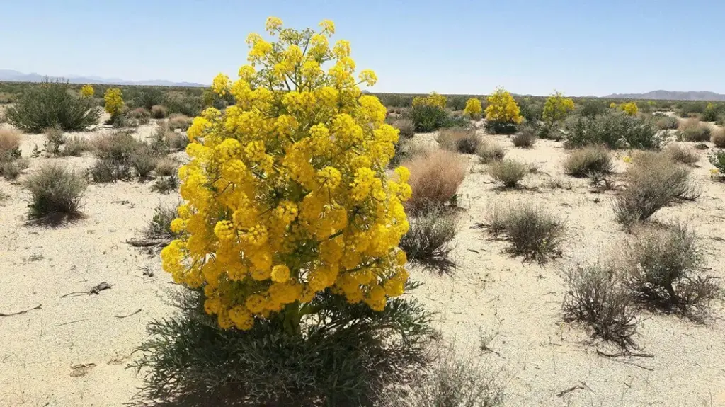 طرح توجیهی کاشت آنغوزه